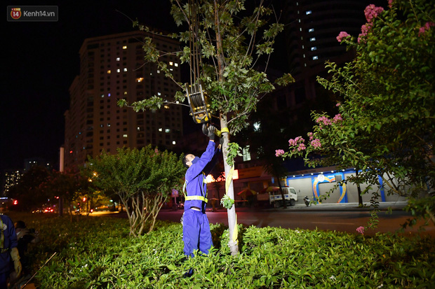 Theo các chuyên gia, Tại Hà Nội cây sẽ không chịu được nóng, nếu trồng thì tại các công viên sẽ phù hợp hơn là tại dải phân cách