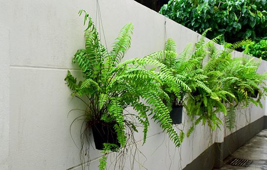 Cây dương xỉ lọc thủy ngân và asen lơ lửng trong không khí. 