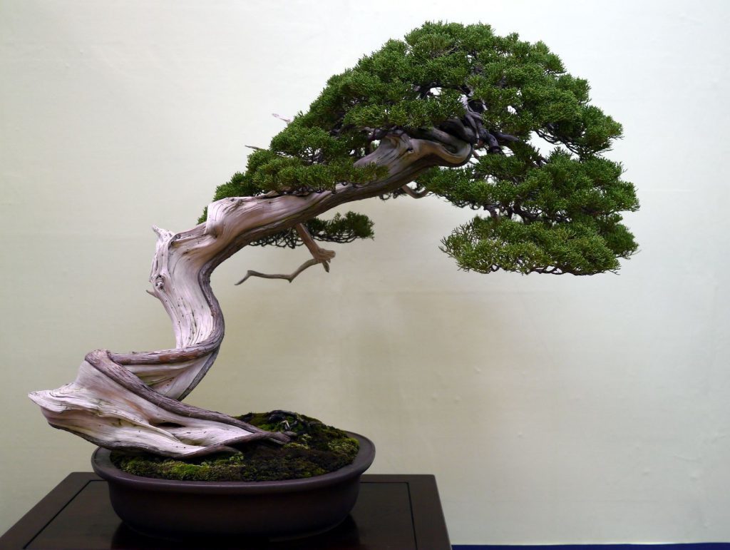 Cây tuyết tùng bonsai Nhật Bản. 