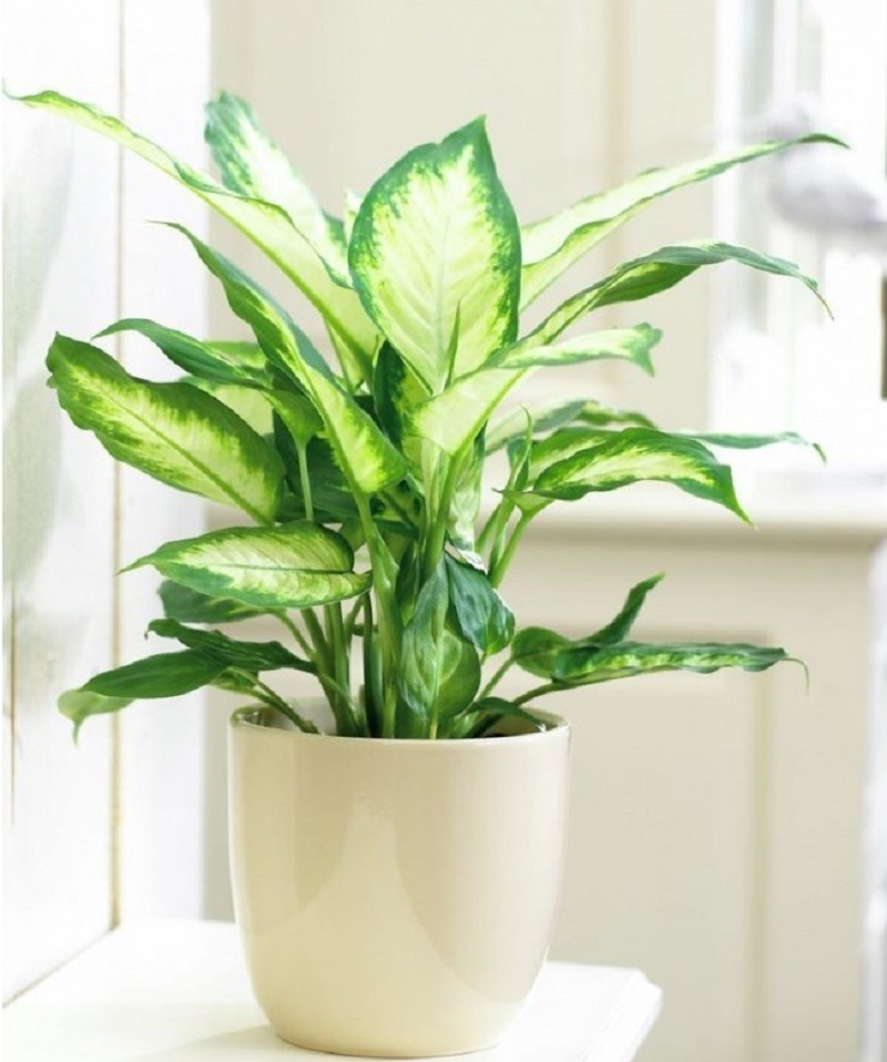  Cây vạn niên thanh. 