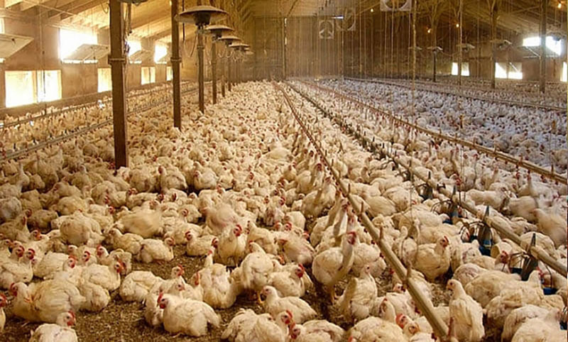 Các tỉnh phía Nam có khoảng 60 triệu con gia cầm đến kỳ xuất chuồng nhưng chưa bán được (ảnh: IT)