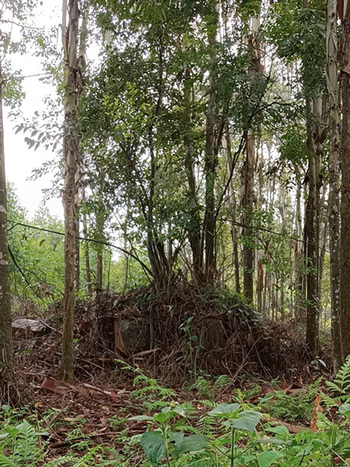 Ling Dong rất thích dành thời gian chơi một mình ở đây