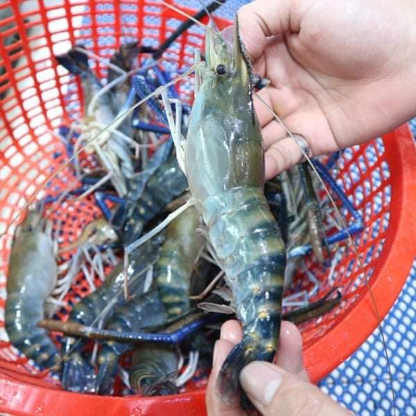 Tôm càng xanh ướp đá bằng cách đóng thùng gửi xe tải. Ảnh minh họa.