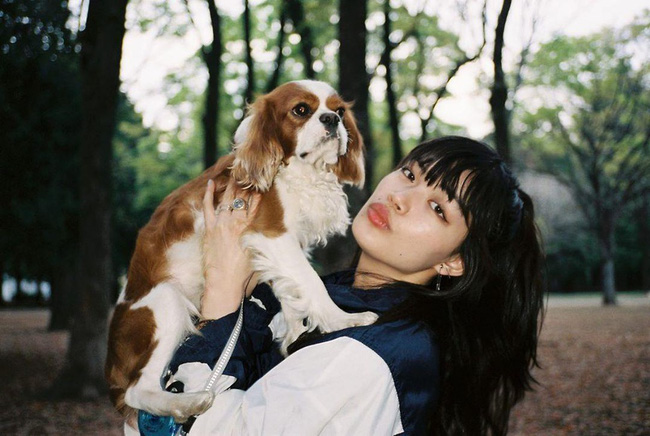 Bông hồng lai Rina Fukushi.