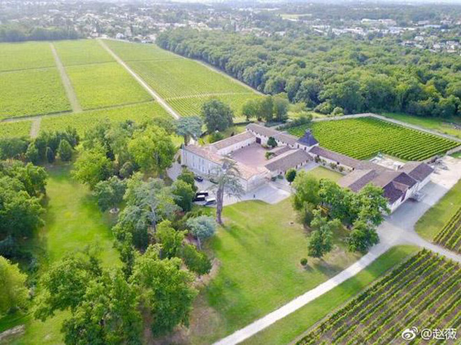 Hình ảnh về vườn nho 7ha thuộc quyền sở hữu của Triệu Vy