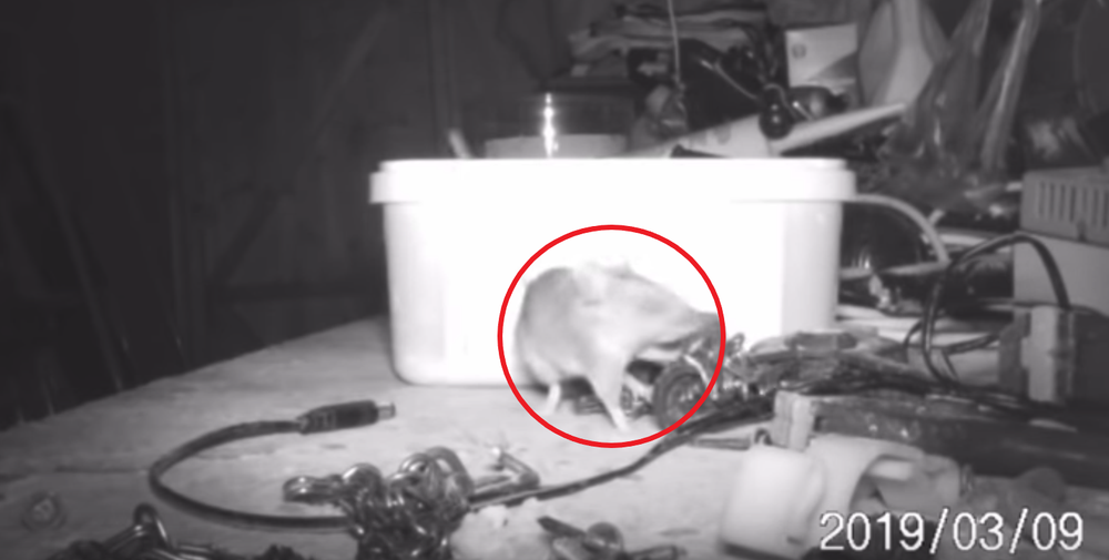 Hình ảnh thu được từ chiếc camera nằm ngoài mọi điều tưởng tượng của ông Stephen .