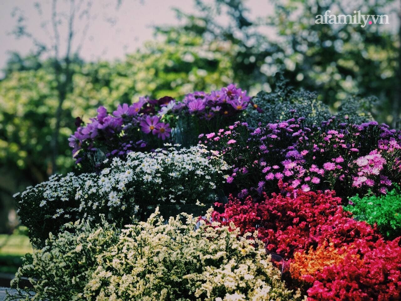 Thời điểm cuối tháng 10, những xe bán hoa cúc họa mi có nhiều ở các tuyến đường như Phan Đình Phùng, Thụy Khuê...