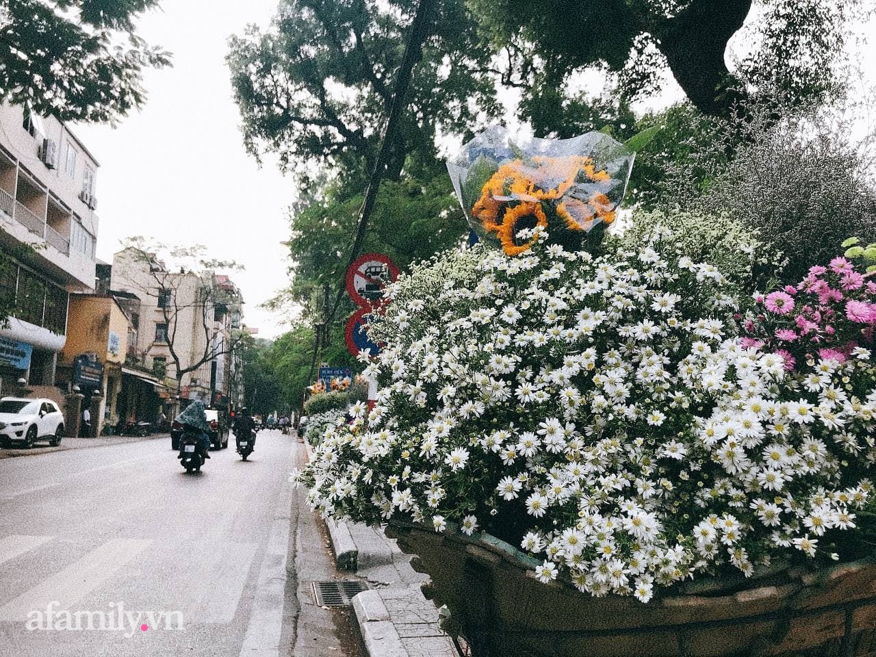 Cúc họa mi bán thời điểm này là cúc nhập trên Sơn La còn cúc Nhật Tân, Hà Nội chưa vào mùa.