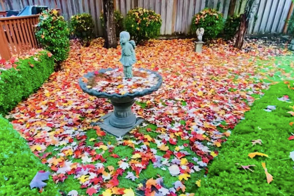 Tiểu cảnh xinh xắn góc vườn nhà ca sĩ Mạnh Quỳnh. 