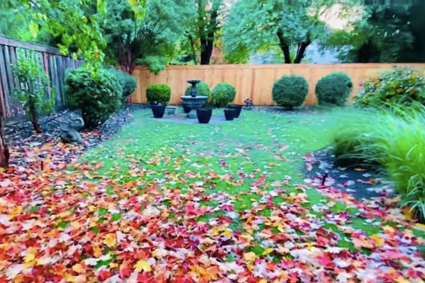 Dịp này là mùa phong thay lá nên rụng khắp vườn nhà nam ca sĩ. Ngất ngây trước cảnh đẹp nên thơ, Mạnh Quỳnh quay video ngắn để khoe 