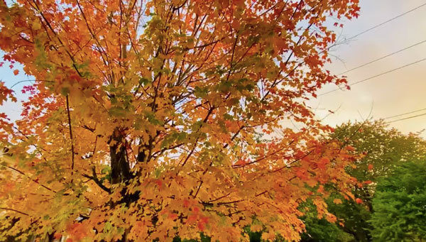 Vườn nhà nam ca sĩ trồng khá nhiều cây phong đỏ. Nam ca sĩ từng chia sẻ, anh rất chăm lo cho tổ ấm của mình, ngoài đi diễn ra thì gần như thời gian còn lại anh sẽ ở nhà, đưa con đi chơi, chăm sóc vườn cây.