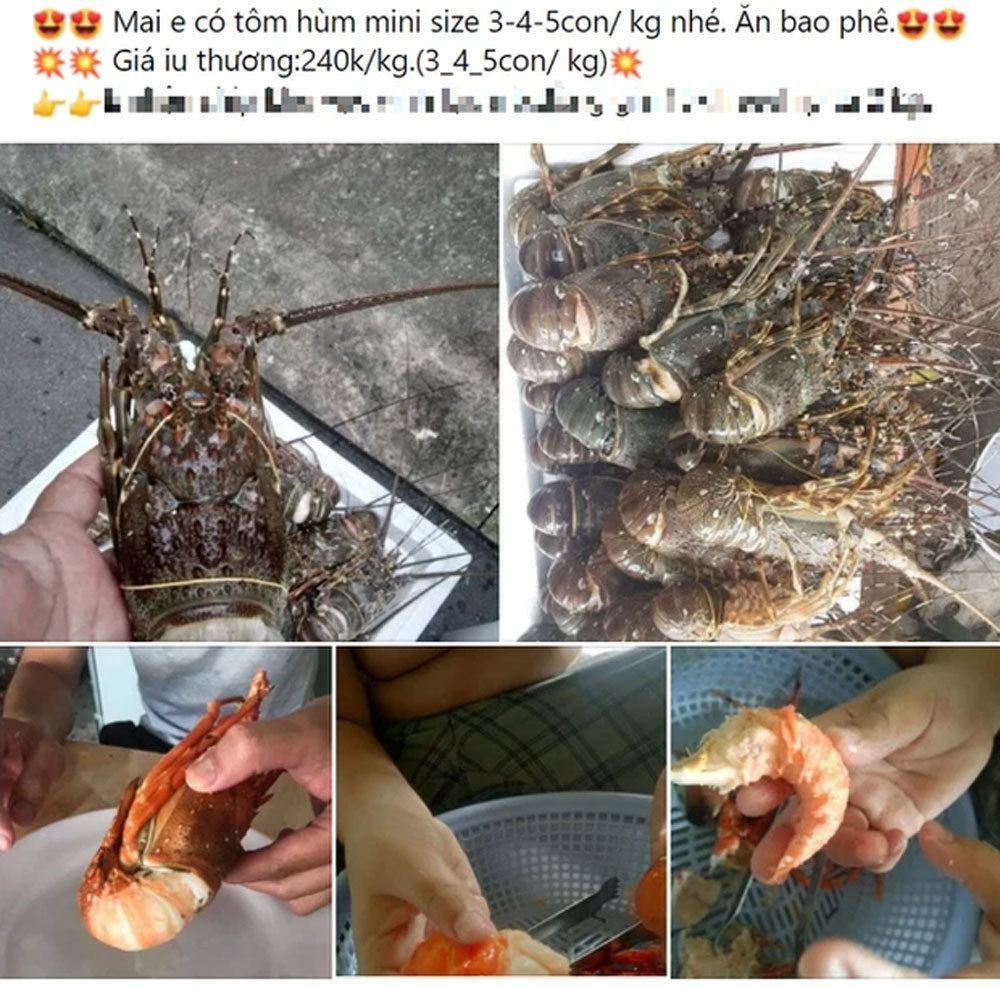  Tôm hùm giá rẻ là loại tôm mini