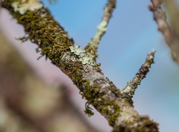 Những cành đào rừng thường có vỏ xù xì và những lớp rêu quấn quanh bên ngoài