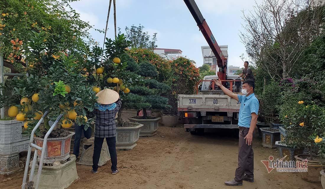 Bưởi vàng ươm và nhiều loại cây cảnh khác được chở về Nghệ An phục vụ Tết cổ truyền