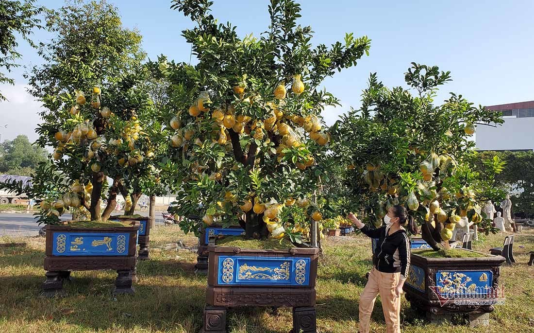 Chậu cảnh trồng cây bưởi được trang trí đẹp và mang nhiều ý nghĩa trong dịp đầu năm mới