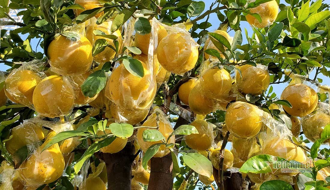 Cây bưởi chi chít quả