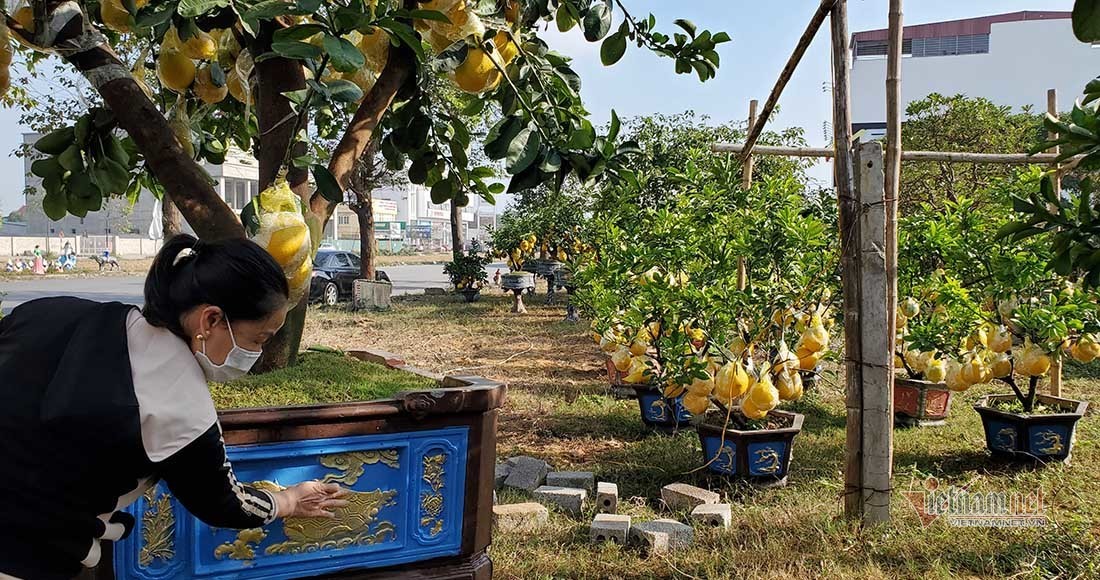 Hình con quy ở bên hông thân chậu cây bưởi