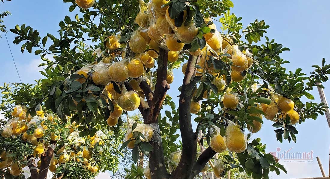... và thân cây bưởi vàng óng có giá 30 triệu đồng. Ảnh: Quốc Huy