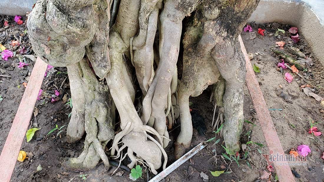 Bộ rễ của cây hoa giấy 