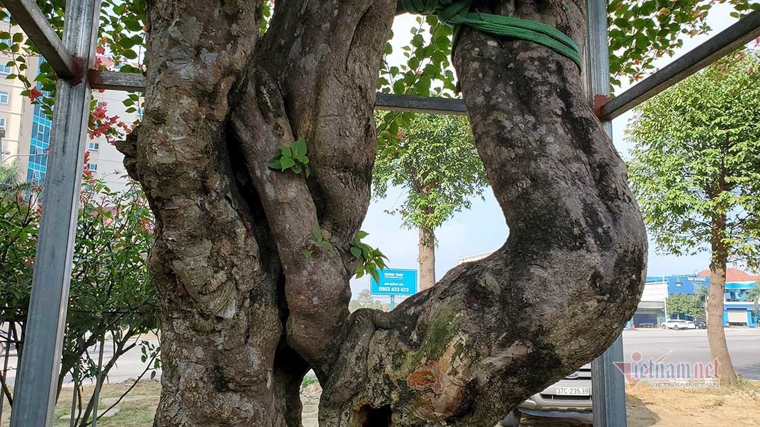 Thân cây có 2 nhánh ôm trọn vào nhau