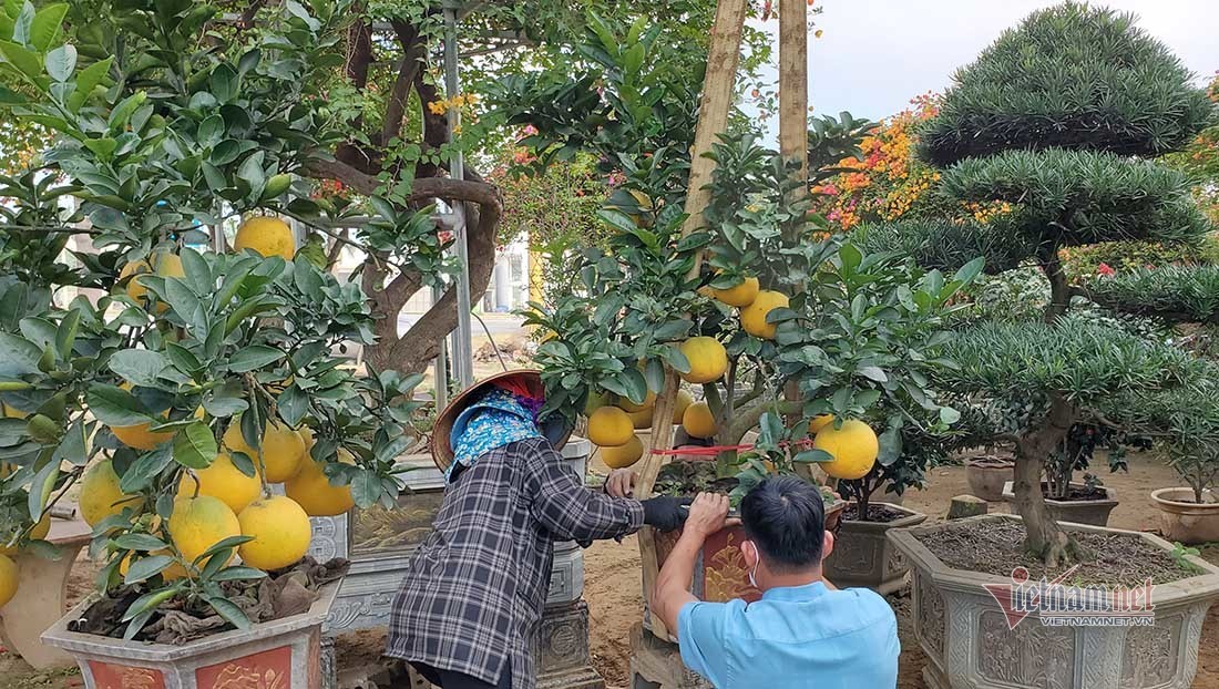 Cây bưởi cảnh được sắp xếp đứng đúng vị trí