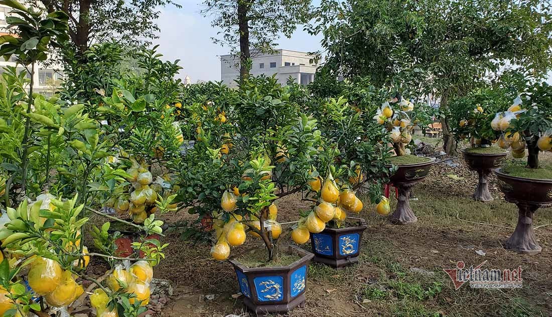 Hàng chục cây bưởi cảnh ở dọc đại lộ Lê Nin