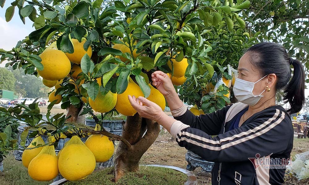 Chị Bùi Thống bên cây bưởi mới chở từ Hưng Yên về TP Vinh 