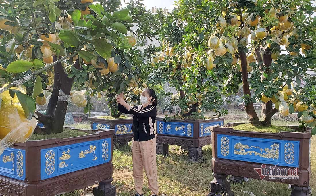 Những cây bưởi nhiều quả có giá hàng chục triệu đồng 