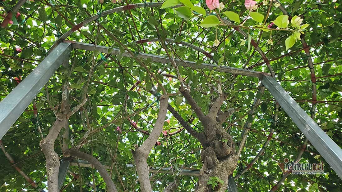 Thân cây hoa giấy ngũ sắc 