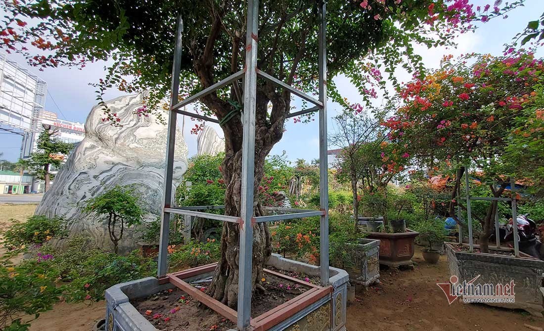 Cây hoa giấy được bao bọc sắt xung quanh