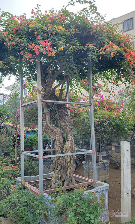 Cây hoa giấy ngũ sắc được chủ nhân ra giá 120 triệu đồng