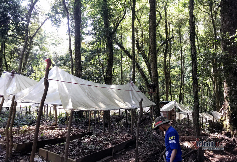 Sâm Ngọc Linh luôn được được người dân bảo vệ, gìn giữ cẩn thận.