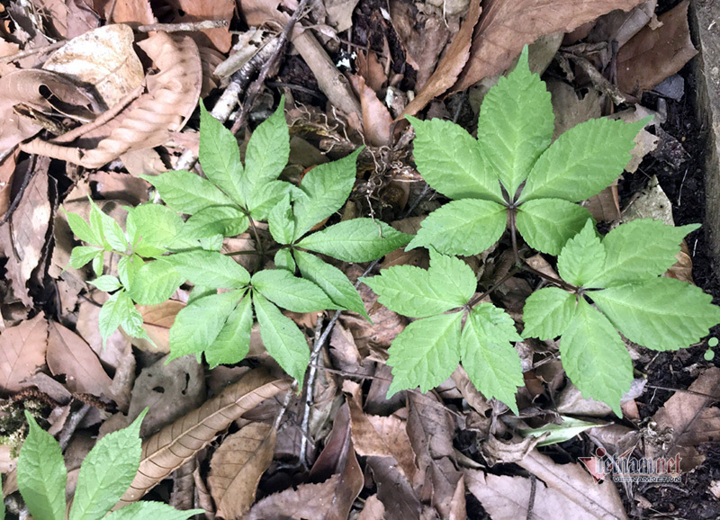 Những cây sâm Ngọc Linh giống được nuôi cấy tại Trung tâm cấy mô, tạo giống của Công ty cổ phần đầu tư Sâm Việt Nam, tại Khu công nghệ cao Măng Đen (Kon Tum). 