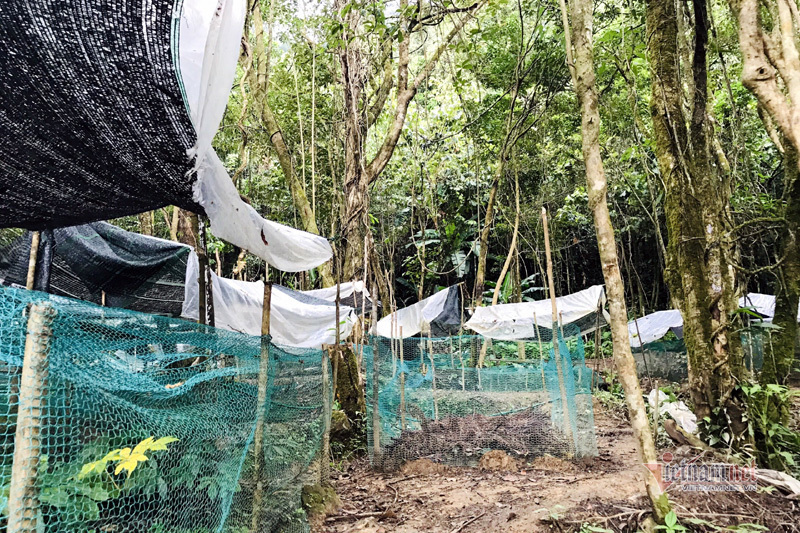 Sâm Ngọc Linh chỉ phát triển tốt dưới tán rừng nguyên sinh.