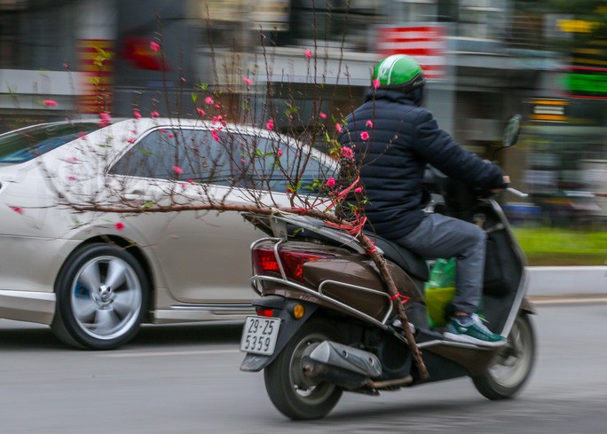 Một số người dân Thủ đô tranh thủ đi sắm những cành đào về trưng bày, đón Tết sớm