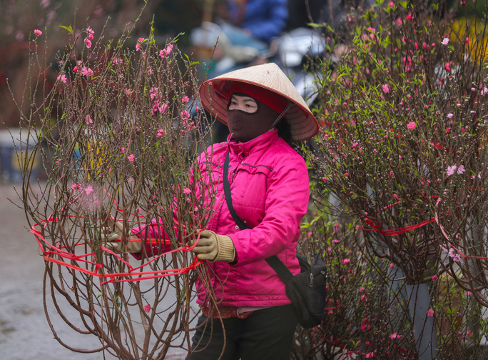 Những cành đào được người dân bày bán tại chợ hoa Quảng An. Những người bán ở đây cho biết năm nay hoa đào nở đúng dịp, nhưng khá vắng khách đến mua sắm
