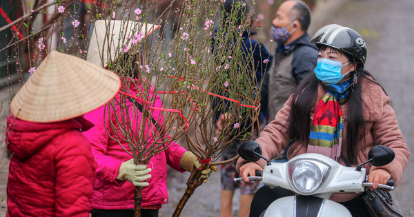 Được biết, giá hoa đào năm nay giảm mạnh so với mọi năm. Mỗi cành đào nhỏ có giá từ 100-150 ngàn đồng. Cành đào lớn có giá từ 300 ngàn đồng đến 2 triệu đồng