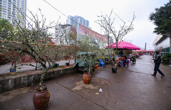 Những cành hoa lê già nhiều nụ được bày bán trên đường Âu Cơ. Những cành hoa lê phải hội tụ rất nhiều yếu tố như: Rêu phủ nhiều trên thân cây, dáng đẹp, nhiều nụ...