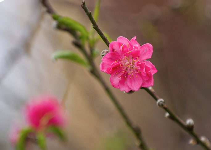 Những bông hoa đào nở rộ sớm, khoe sắc trên nhiều tuyến phố Hà Nội