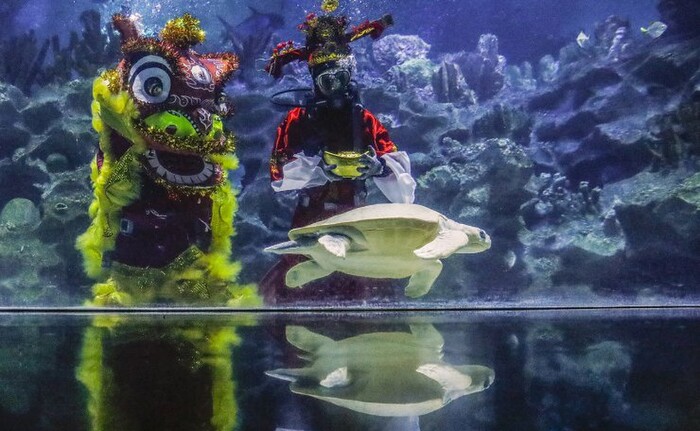 Thợ lặn mặc trang phục Thần Tài múa lân bên trong thuỷ cung ở Kuala Lumpur, Malaysia. Ảnh: EPA