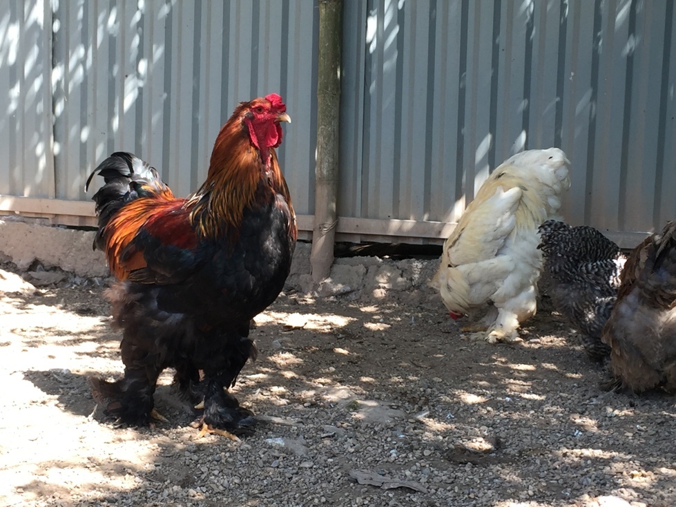 Gà kỳ lân khổng lồ (Ảnh: Dân Việt)