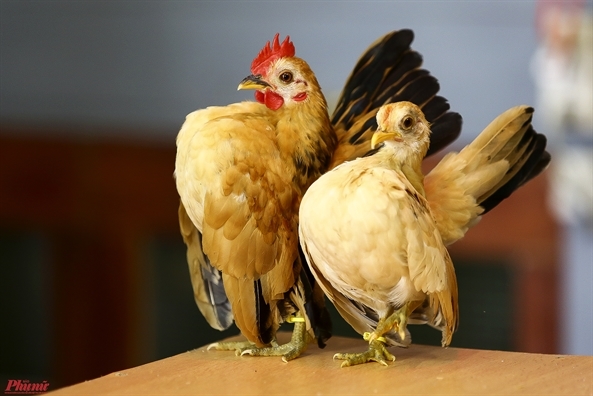 Gà Serama (Ảnh: Phụ Nữ TP.HCM)