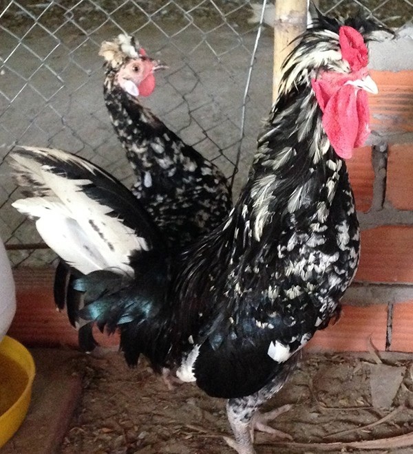 Gà quý phi (Ảnh: Gia Đình và Xã Hội)