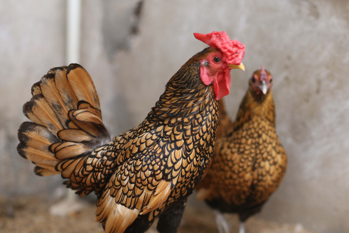 Gà vảy cá (Ảnh: Người Lao Động)