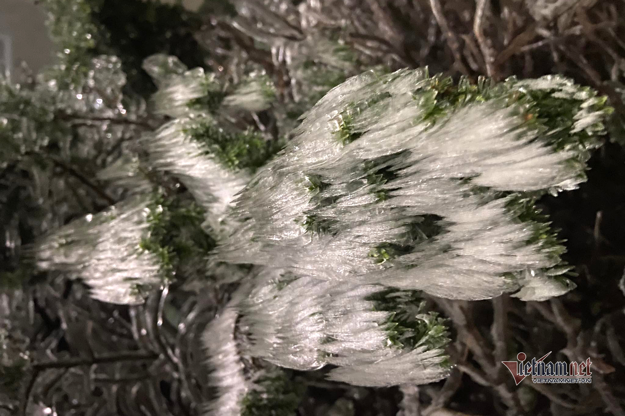 Băng giá ngày càng dày khi nền nhiệt ban đêm hạ thấp. (Ảnh: Cáo Lang Thang) 