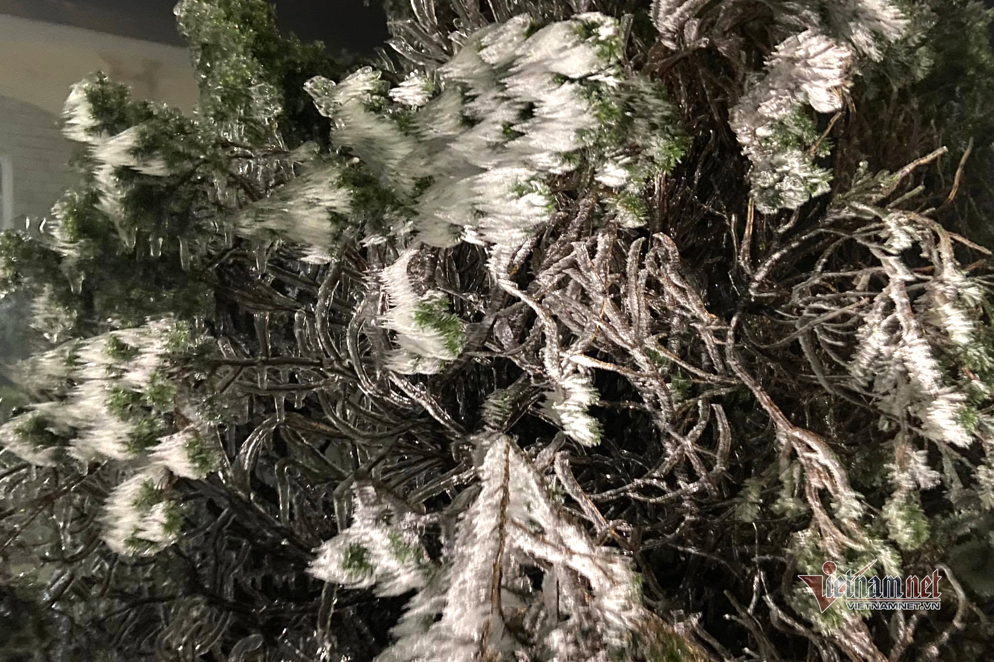 Gió thổi khiến băng giá tạo hình nhọn ở lá cây trên đỉnh Mẫu Sơn (Ảnh: Cáo Lang Thang)