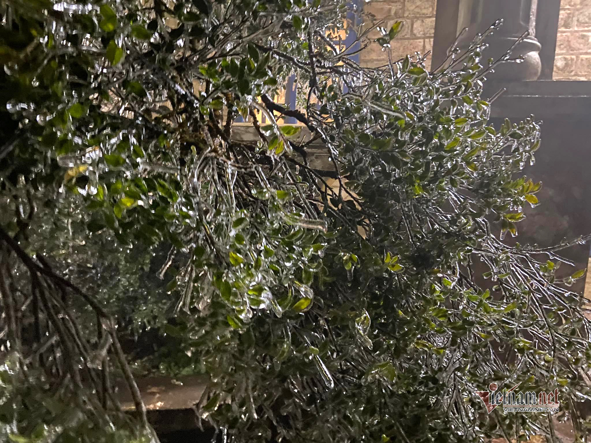 Cây cối đóng băng toàn bộ trên đỉnh Mẫu Sơn. (Ảnh: Cáo Lang Thang)