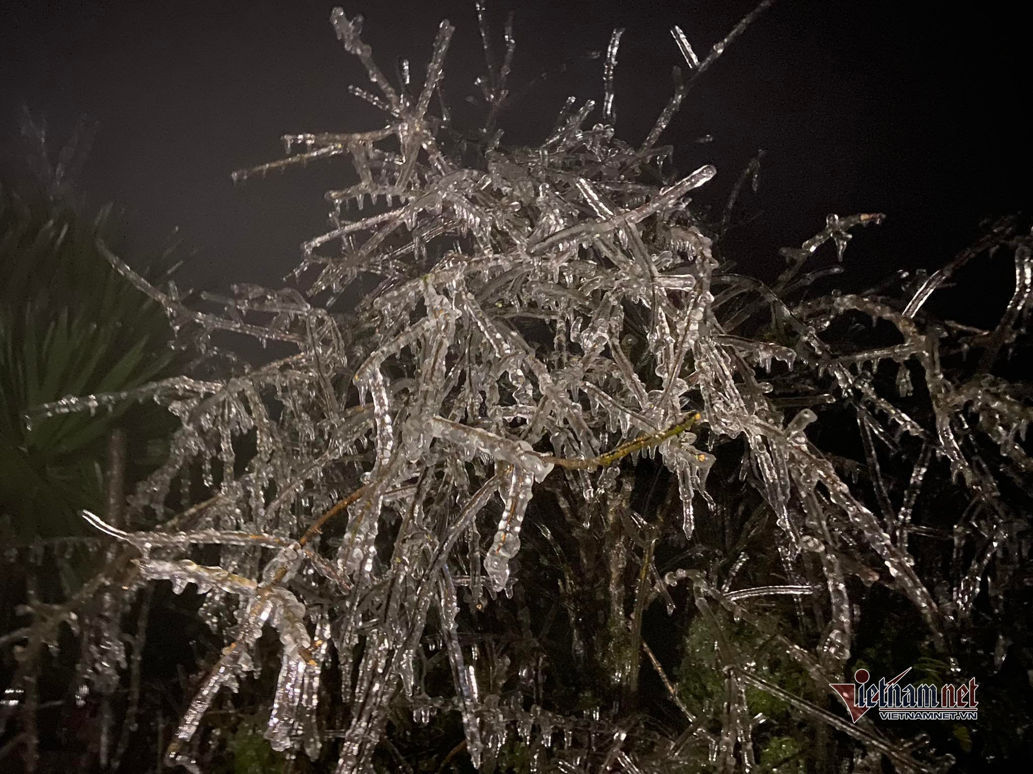 Hiện tượng băng giá bắt đầu từ chiều 20/2 đến đêm trên đỉnh Mẫu Sơn (Ảnh: Cáo Lang Thang)
