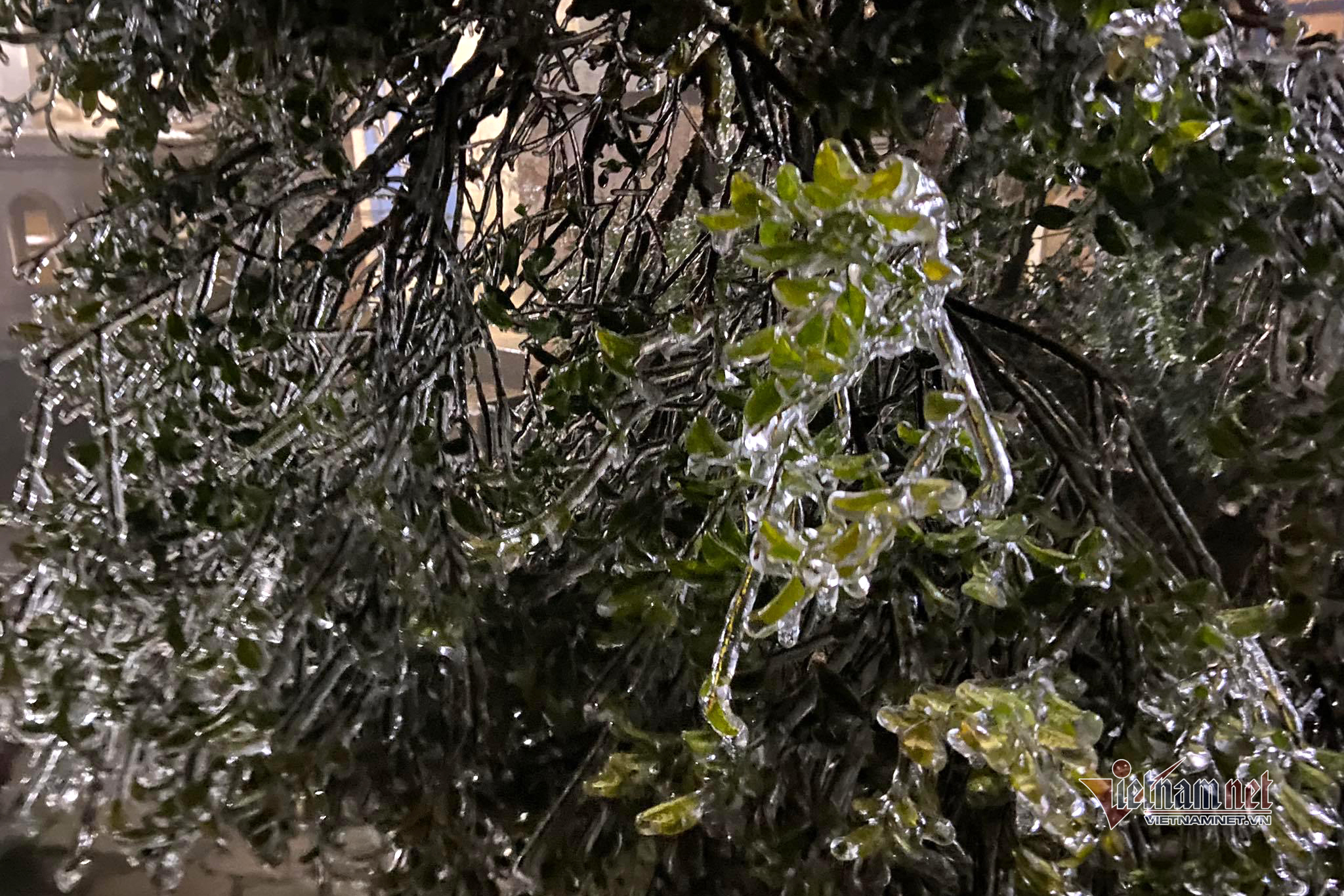 (Ảnh: Cáo Lang Thang)