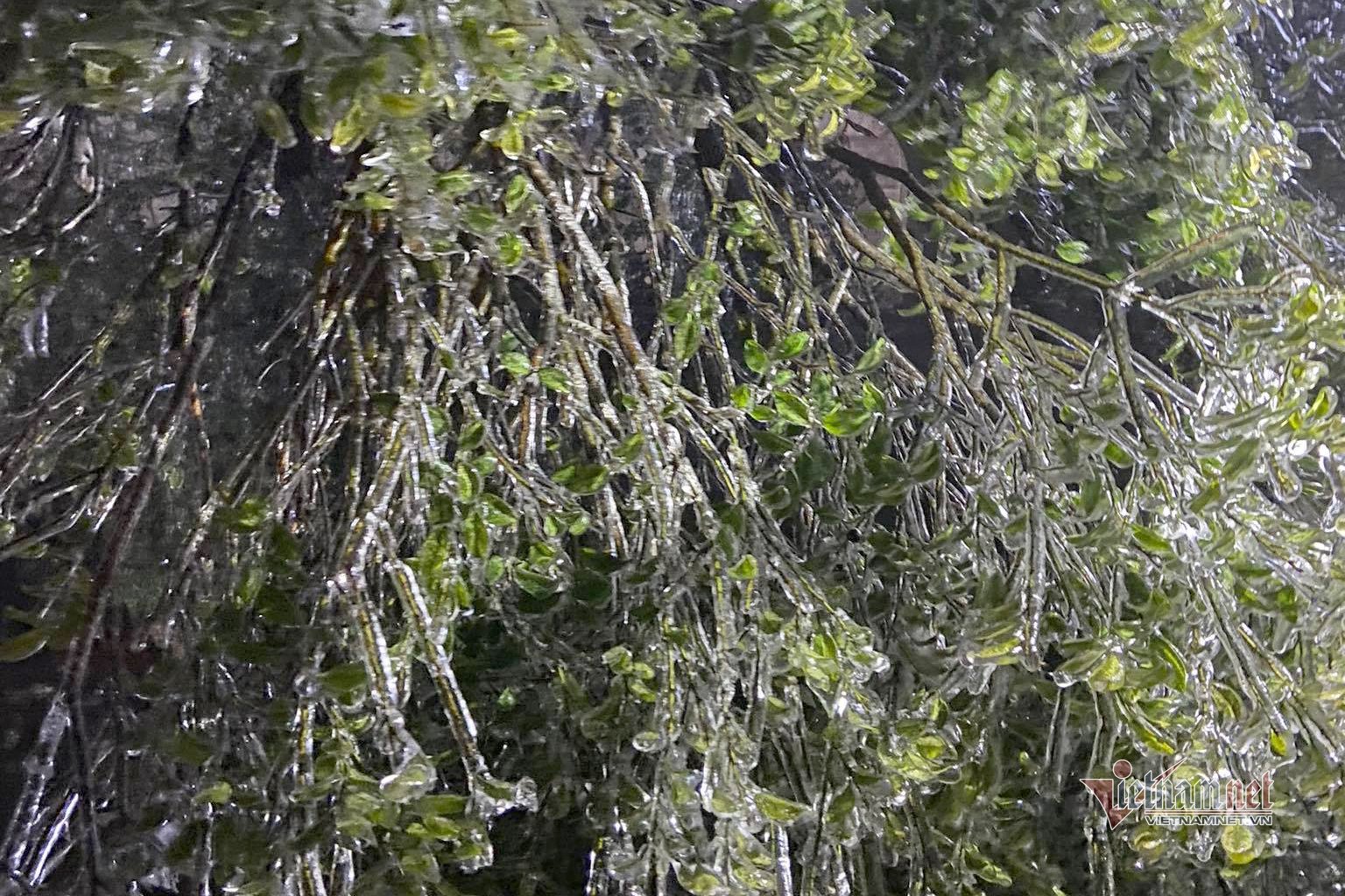 Băng giá rét thấu xương trên đỉnh Mẫu Sơn. (Ảnh: Cáo Lang Thang)